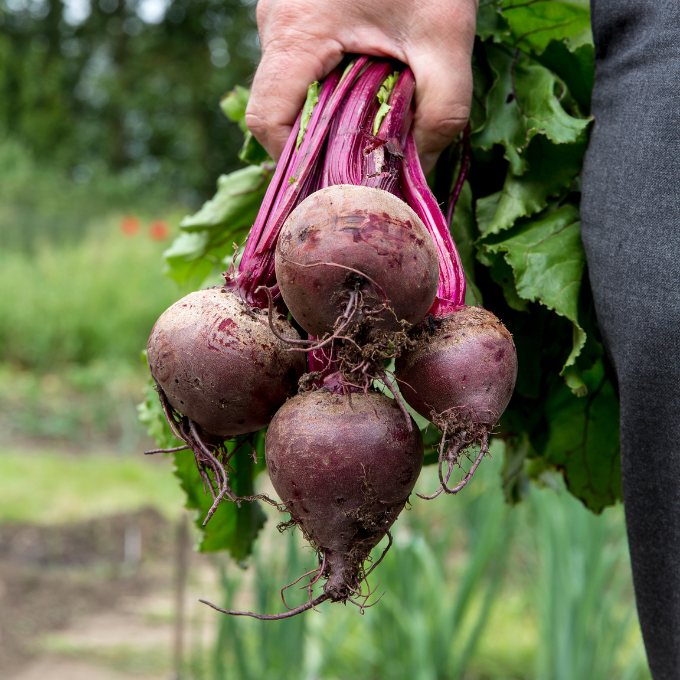 Adequate nitrate dose