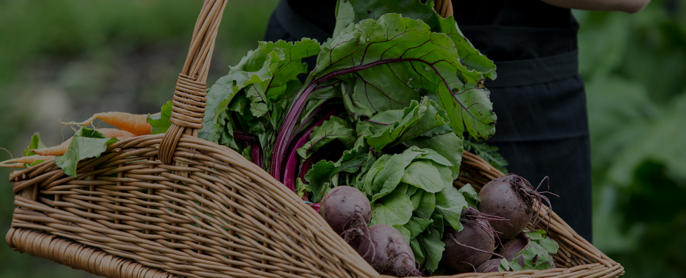 A basket of freshly picked beetroots